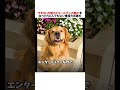 サモエドとゴールデンの魅力を比べたらとんでもない爆発力を秘めていたwwww