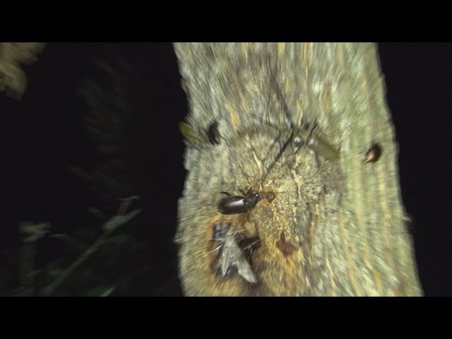 カブトムシ採集