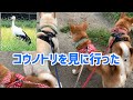 コウノトリがいる田んぼに柴犬親子と見に行ってきた🐶