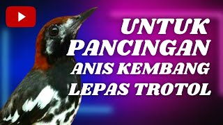 Anis Kembang Ngeplong Santai ,Untuk Pancingan Anis Kembang Lepas Trotol