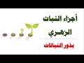 أجزاء النبات الزهري  بذور النباتات  العلوم والحياة الصف التاسع الأساسي المنهاج الفلسطيني