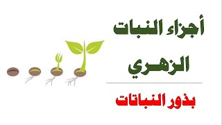 أجزاء النبات الزهري II بذور النباتات II العلوم والحياة -الصف التاسع الأساسي - المنهاج الفلسطيني