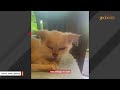 13-year-old cat tastes freedom for first time