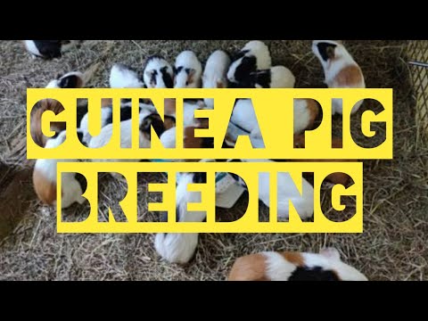 Video: Paano Makakuha Ng Isang Guinea Pig