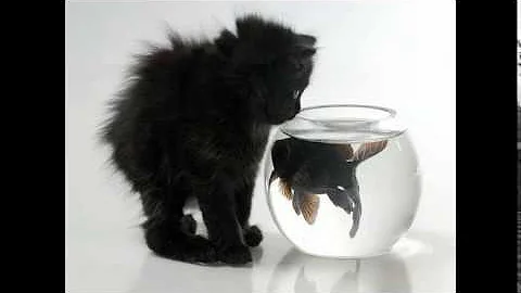 Video 6758771: funny male cat