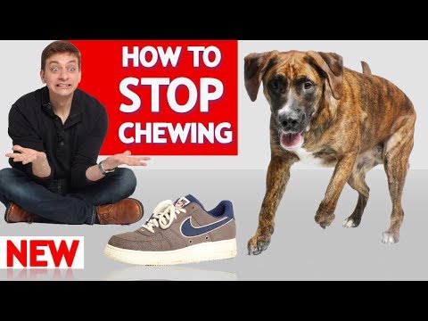 Video: How To Stop Your Puppy From Chewing On Things