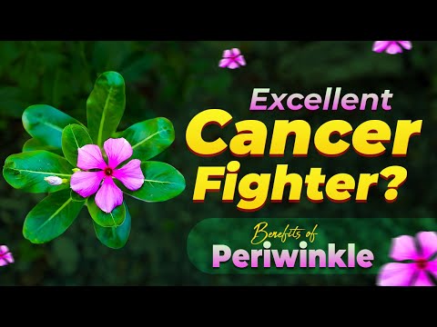 8 SURPRISING Health Benefits of PERIWINKLE You Didn't Know! (NOT an Ordinary Herb!)