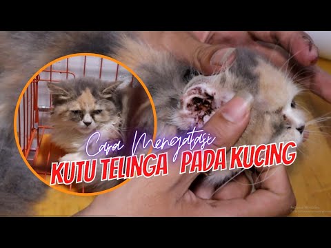Video: Apa yang Harus Dilakukan Mengenai Pelepasan Hitam atau Coklat di Telinga Kucing