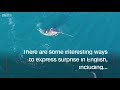 Narwhals teaching expressions of surprise