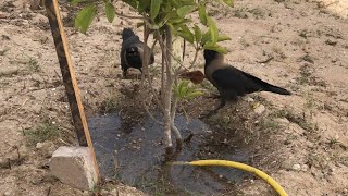 thirsty birds