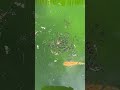 ボウフラVSメダカ#shorts