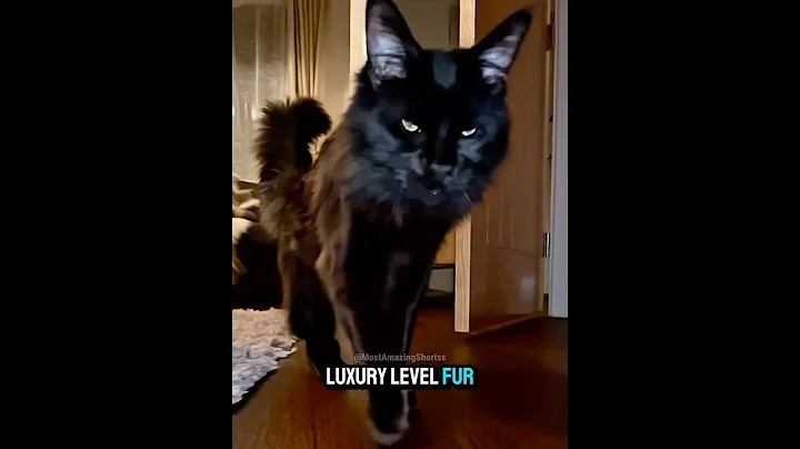 Video 11615721: big maine coon cat, lion