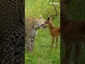 Animal Wildlife 🦌🐅 || #youtube #animalwildlife #vlog