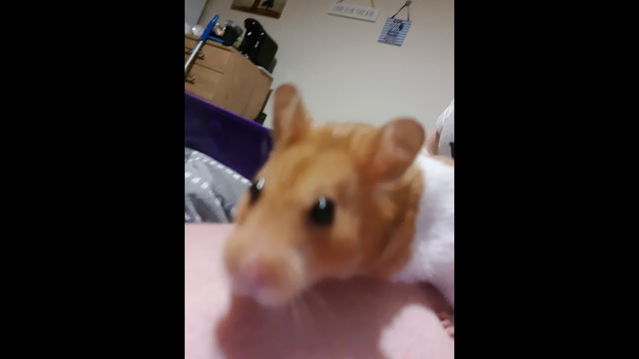 pets at home nuggets