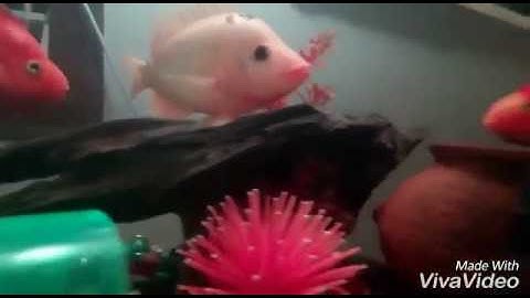 Red devil community tank 2 year transformation