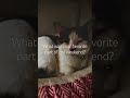 My cats❤️ #cute #cat #cozy #relatable #fypシ