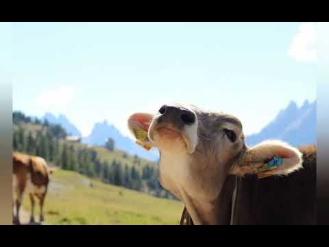 Мычание коровы, позвать,коров,быка (turn on the video to call the cow)