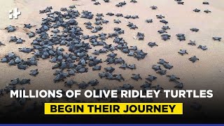 Over 1.48 Crore Olive Ridley Turtles Hatch At Gahirmatha Beach In Odisha