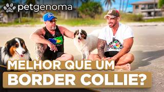 OVELHEIRO GAÚCHO vs BORDER COLLIE: Qual o melhor? | Cinofilia Digital