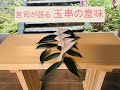 宮司が語る「玉串とは？」