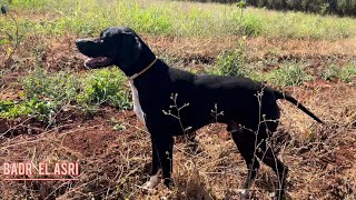 Dressage et Entraînement des Chien Pointer Anglais