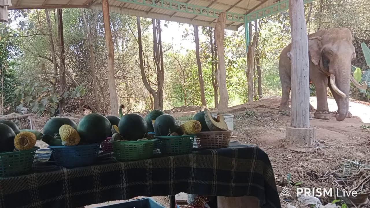 🙏เมตตาด้วยนะค่ะ.ผลไม้ยกยอดมา5วันแล้วค่ะ🍌🍉🦣.เงียบมากๆจ้า