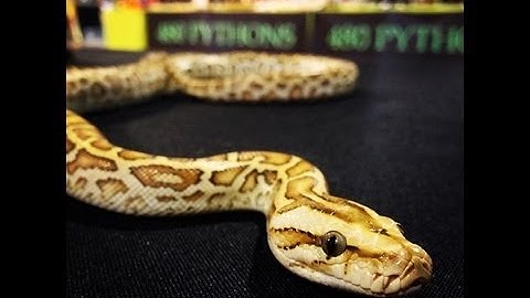 How To Care For A Burmese Python