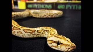 How To Care For A Burmese Python