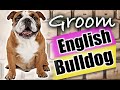 HOW to GROOM an ENGLISH BULLDOG-Helping Little Gus overcome his fear of nail trimming!