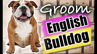 HOW to GROOM an ENGLISH BULLDOGHelping Little Gus overcome his fear of nail trimming!