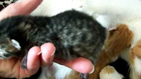 Watch the video about Kiko and her New Years Day litter of bobtail kittens