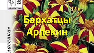 Бархатцы отклоненные. Краткий обзор, описание характеристик tagetes patula nana Арлекин