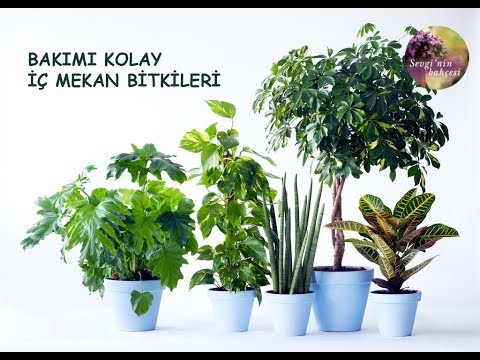 Video: Hangi Ev Bitkileri Sağlık üzerinde Olumlu Bir Etkiye Sahiptir?