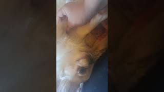 Lui E Le Coccole Una Cosa Sola