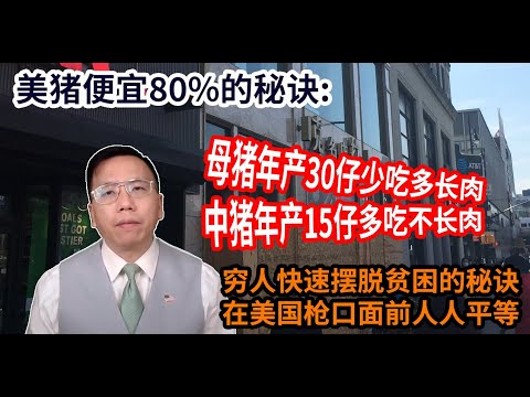 美帝猪便宜80%秘诀母猪年产30仔少吃多长肉中国猪15仔多吃不长肉，穷人快速摆脱贫困的秘诀枪口前人人平等 US sows give birth 2 times of Chinese sows.