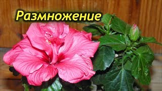 Размножение Китайской Розы. Способы размножения Гибискуса! Размножение Китайской Розы. Способы размножения Гибискуса!