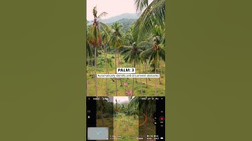 DJI Air 3S Obstacle Avoidance Test — Ultimate Palm Tree Challenge (Guess How Many It Detects!)