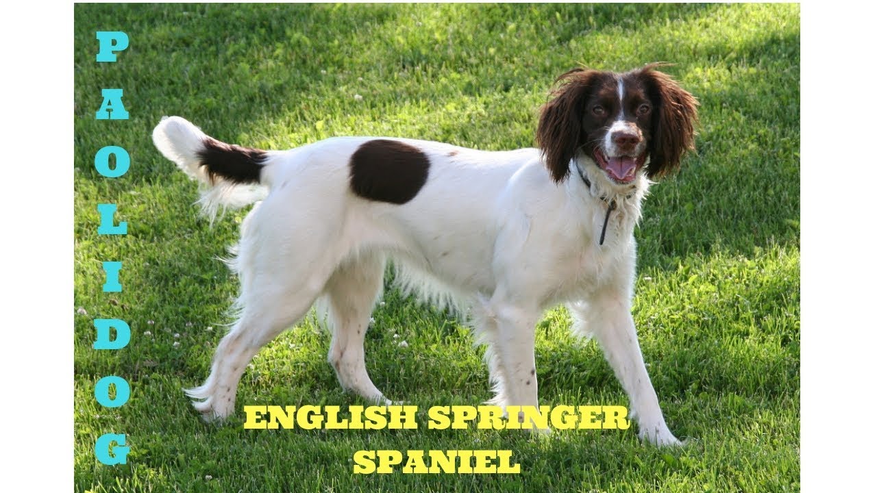 english springer spaniel with tail