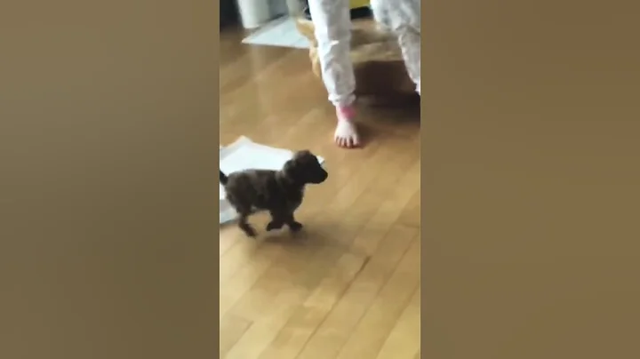 Doori’s first time playing fetch