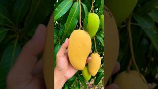 #mango  #trendingshorts #viral #bihar