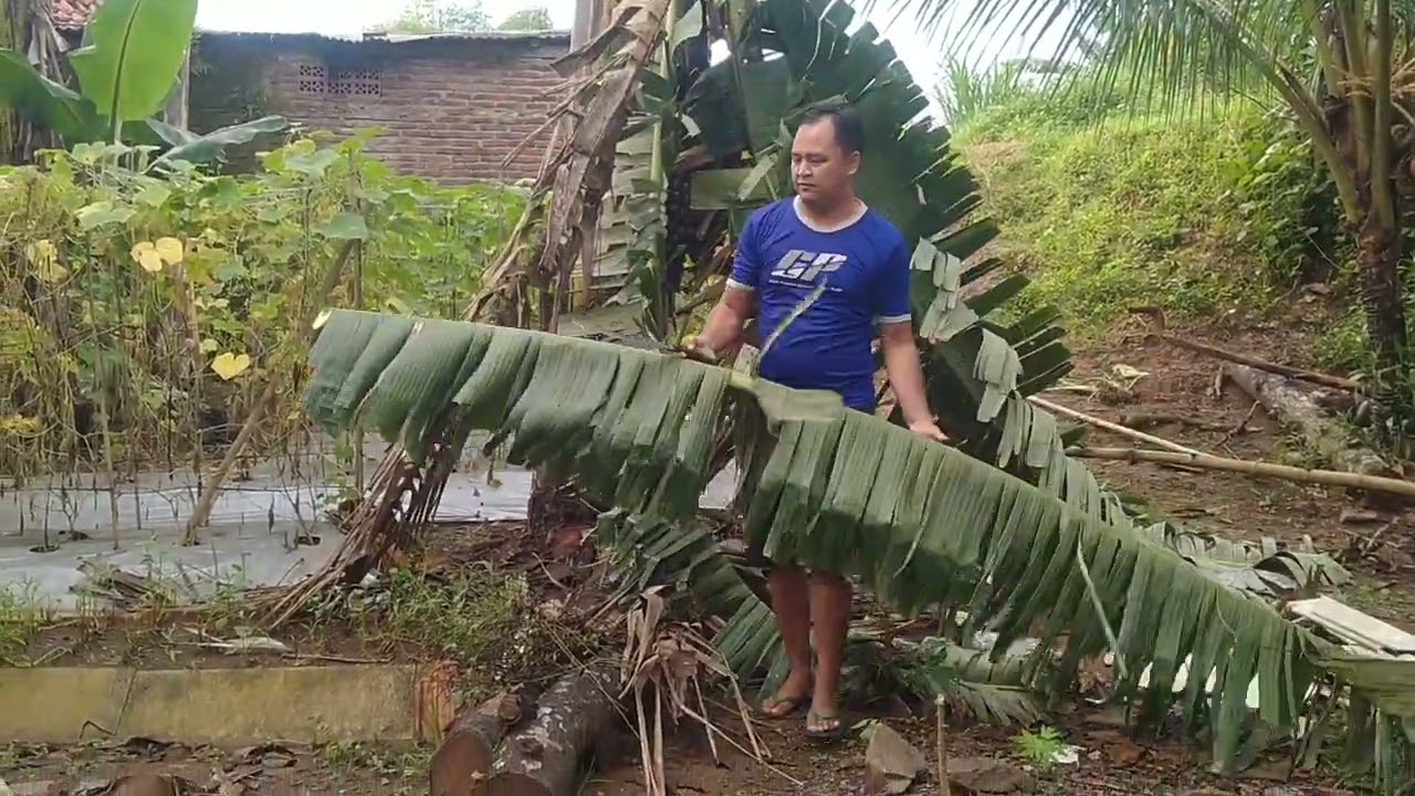 Proses penebangan pohon pisang yang super tinggi dan besar menurutku😱 #pohonpisang #pisangkepok 