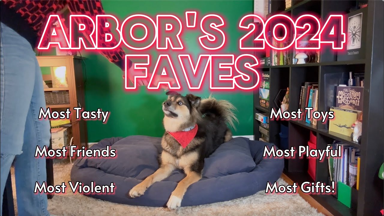 DOG'S CHOICE Fave Videos Of 2024! Treats, Toys, Friends, and VIOLENCE
