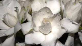 大花重瓣梔子Gardenia jasminoides