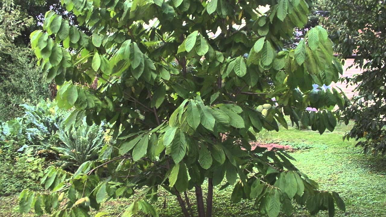 Paw Paw Trees For Sale 12.99 YouTube