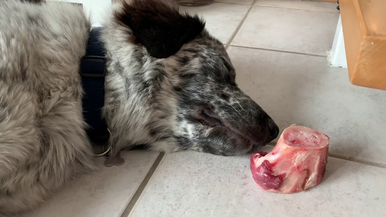 Hund träumt vom großen Knochen und wird wach YouTube