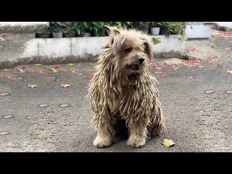 Video: 4 Smutsiga vägar Min hund har perfektifierat den svältande hundlagen