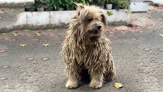 Homeless Dog Chased Away Because Of Its Ugly And Dirty Coat