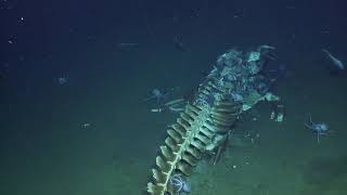 Whale Fall Actively Devoured by Scavengers at Davidson Seamount | Nautilus Live