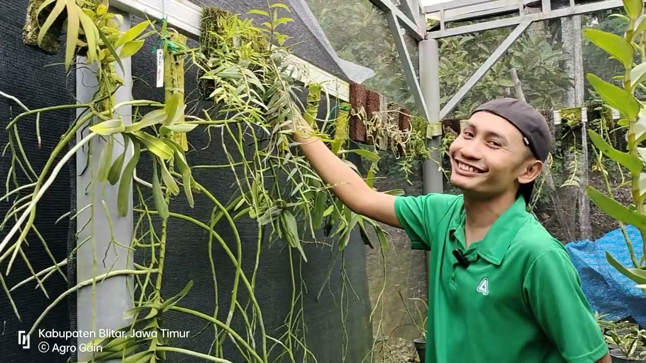 Suka Anggrek Tirai? Ini Beberapa Jenis Yang Wajib Diketahui