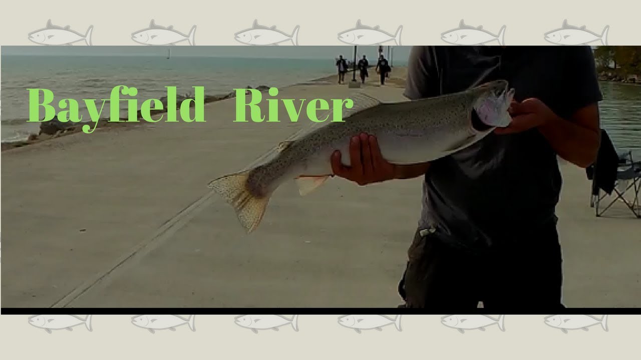 Fishing Bayfield River, October 2017 YouTube